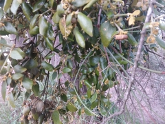 Notothixos subaureus