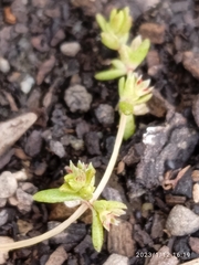 Crassula mataikona