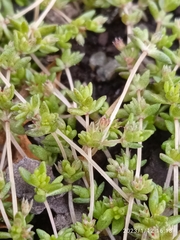 Crassula mataikona