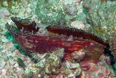 Atrina vexillum
