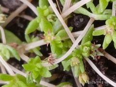 Crassula mataikona