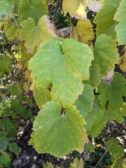 Vitis girdiana
