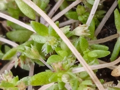 Crassula mataikona