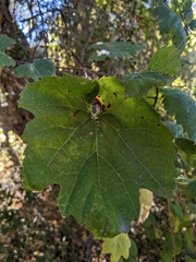 Vitis girdiana