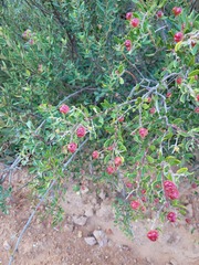 Phylica oleifolia