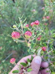 Phylica oleifolia