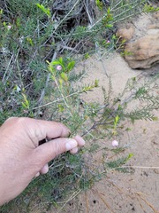 Erica aristifolia