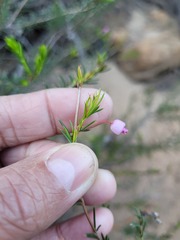 Erica aristifolia