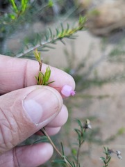 Erica aristifolia