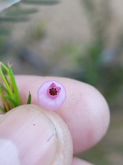 Erica aristifolia