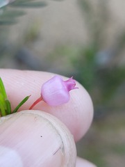 Erica aristifolia