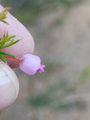 Erica aristifolia