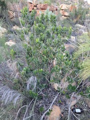 Hyaenanche globosa