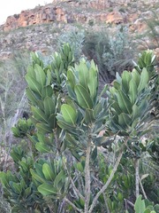 Hyaenanche globosa