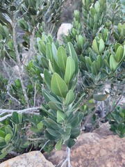 Hyaenanche globosa