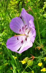 Geranium pratense