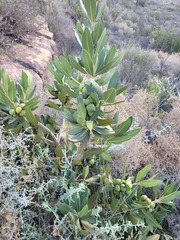 Hyaenanche globosa