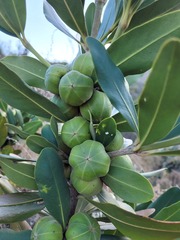 Hyaenanche globosa