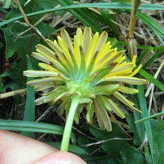 Taraxacum officinale