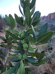 Hyaenanche globosa