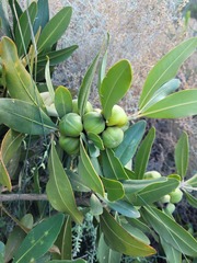 Hyaenanche globosa