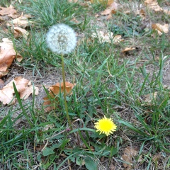 Taraxacum officinale