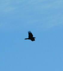 Corvus corax
