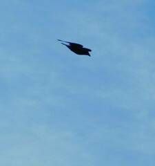 Corvus corax