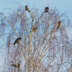 Corvus cornix