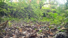 Zoothera aurea