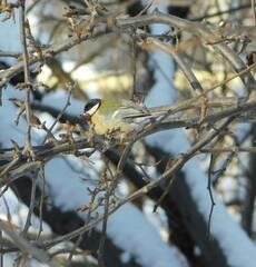 Parus major