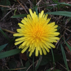 Taraxacum officinale