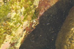 Percnon planissimum