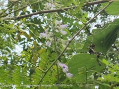 Neustanthus phaseoloides