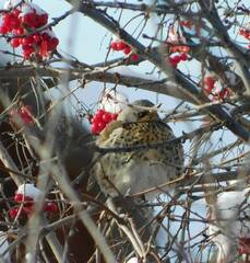 Turdus pilaris