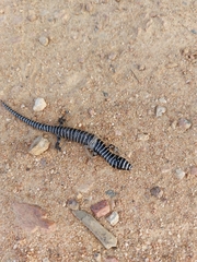 Diploglossus lessonae