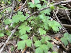 Ranunculus plebeius
