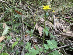 Ranunculus plebeius
