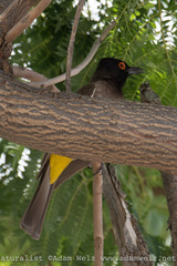 Pycnonotus nigricans