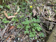 Ranunculus plebeius