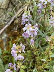 Euphrasia collina