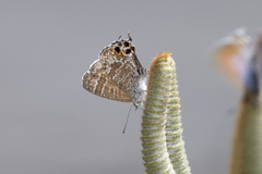 Theclinesthes onycha