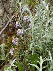 Euphrasia collina