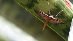 Hymenoptychis sordida