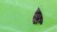 Gatesclarkeana idia
