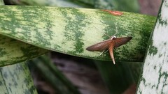 Hymenoptychis sordida