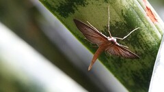 Hymenoptychis sordida