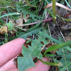 Taraxacum officinale