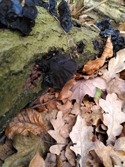 Fungi