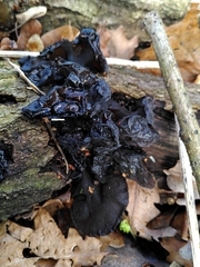 Fungi